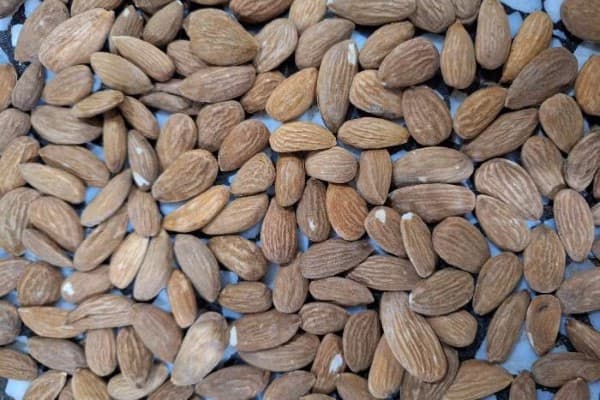 تصویر 3 از خرید مغز بادام سنگی + بهترین قیمت
